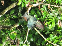 Chestnut breasted malkoha basking in the canopy (photo: Lan Qie, Sabah, 2013-14)